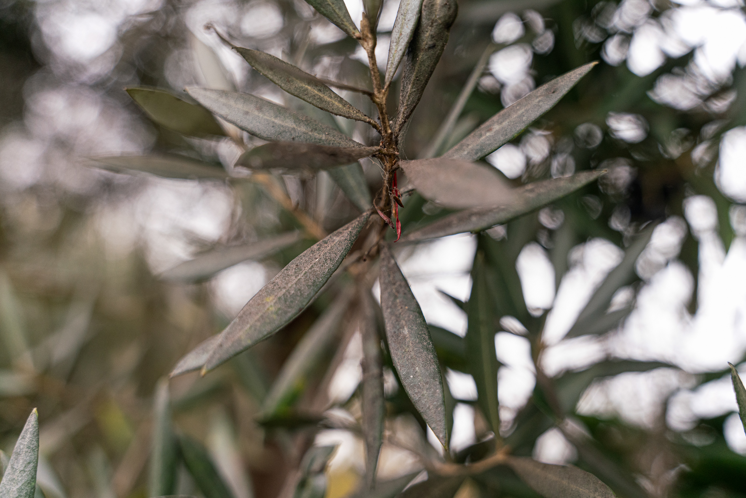 leaves of olive tree coated in dust