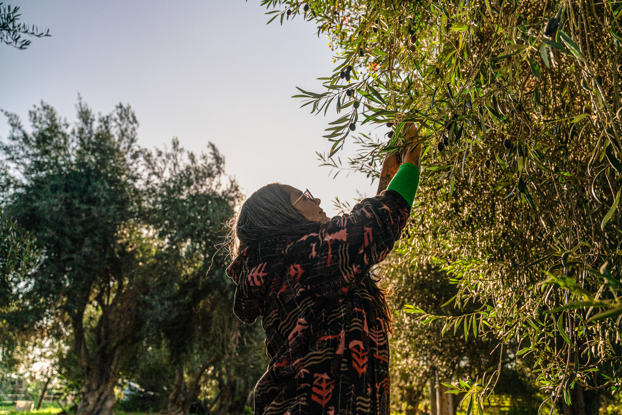 woman picking olives