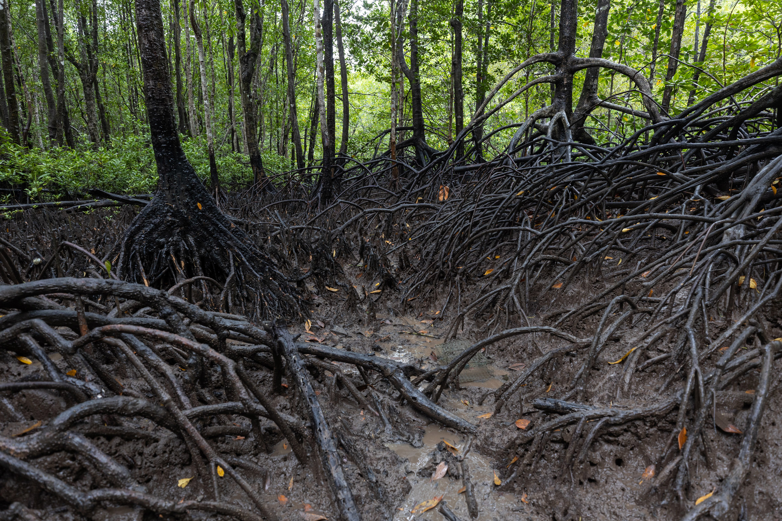 twisted mangrove roots