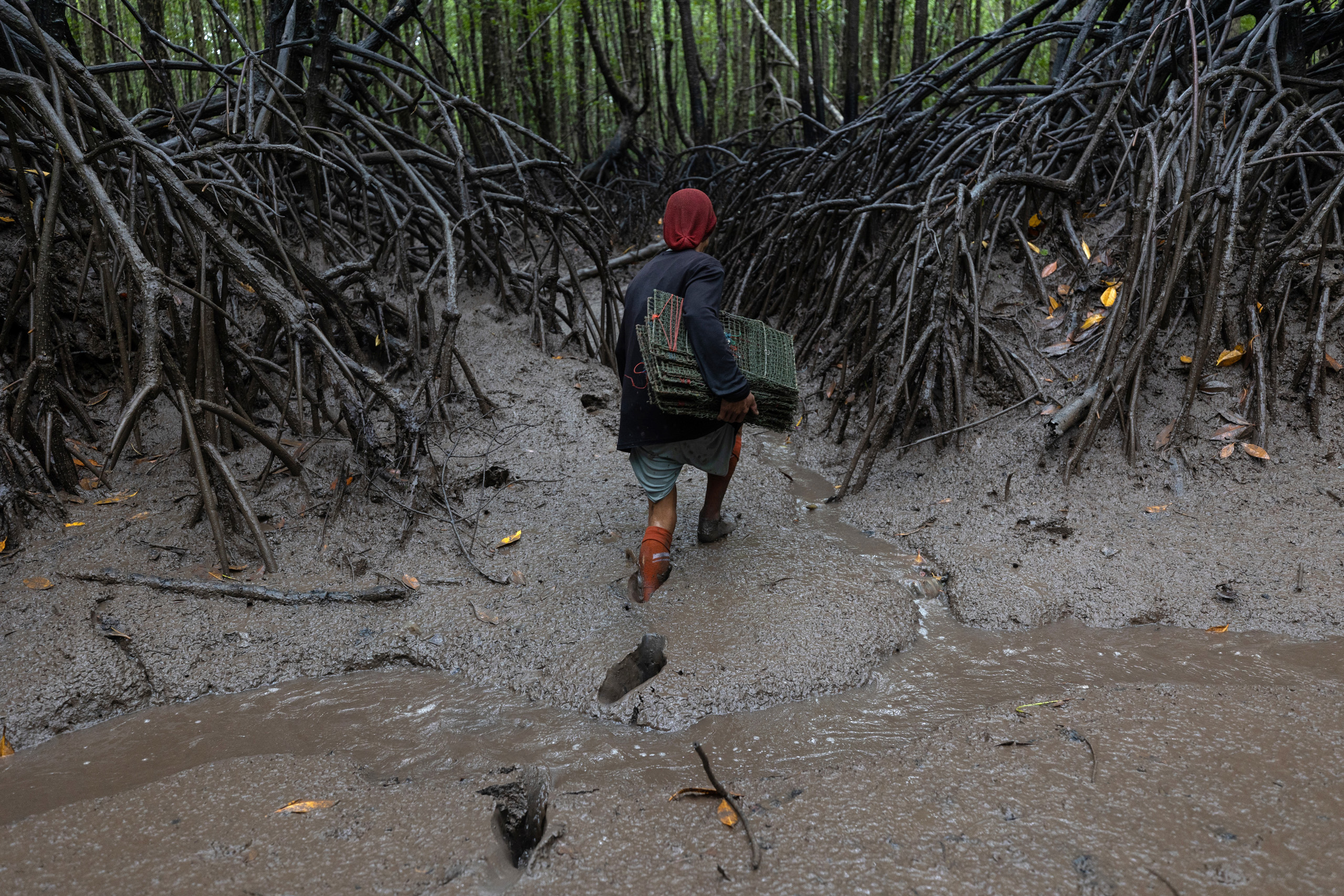 man walks along mangrove roots