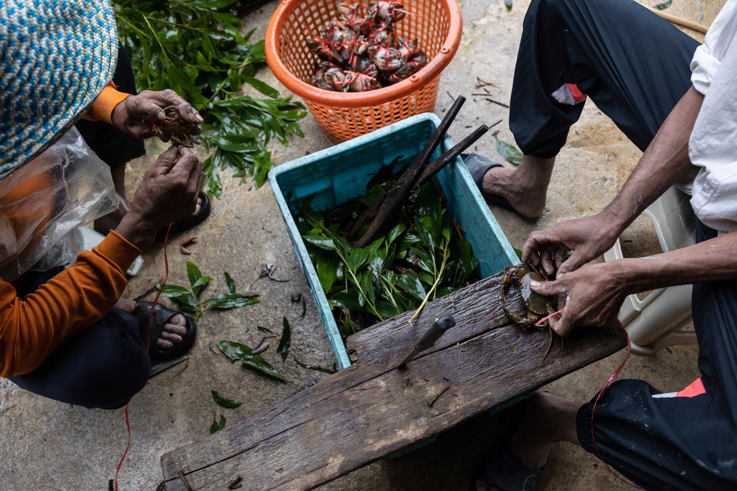 People tying live crabs over a plastic container filled with leaves