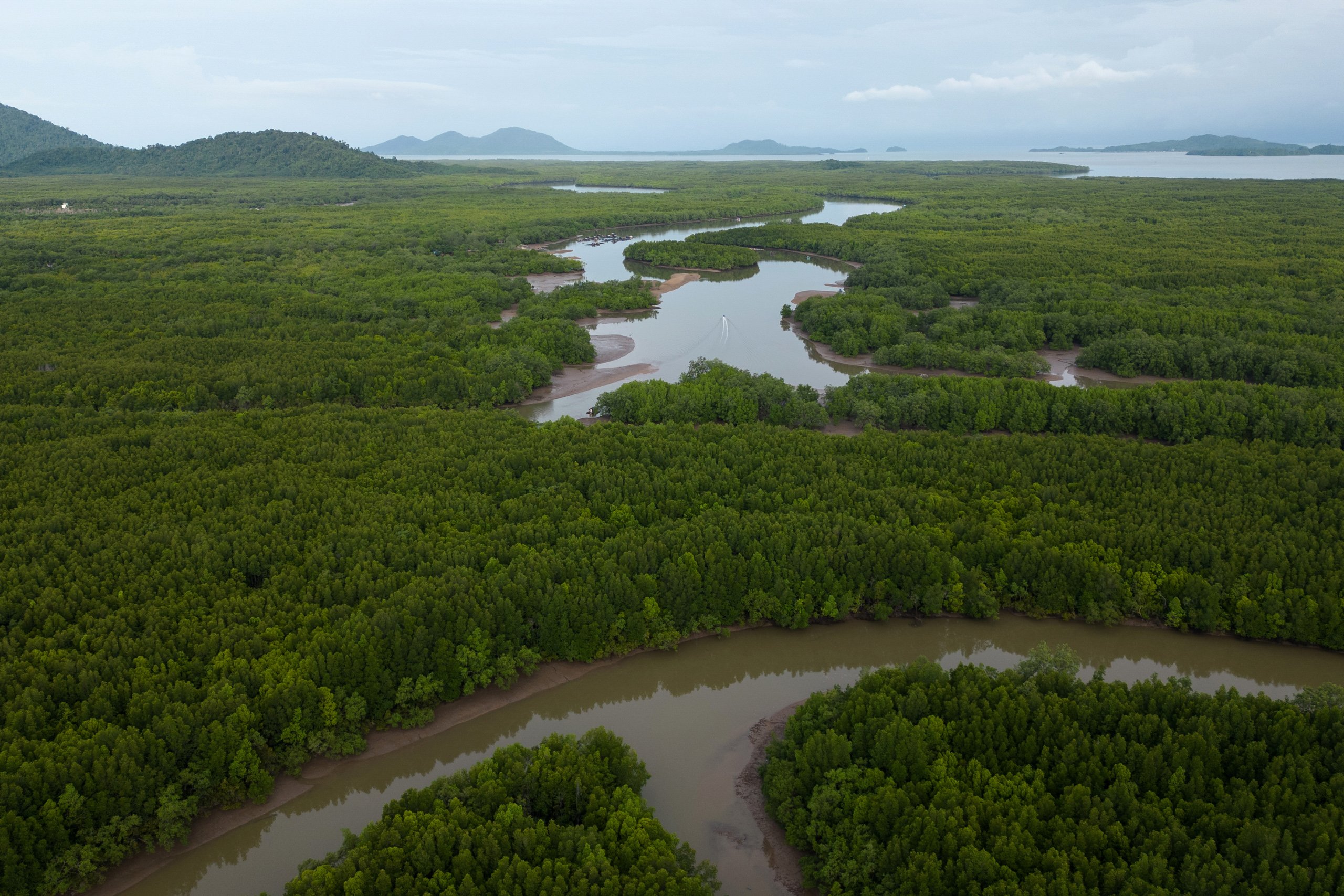 aerial view of dense green forest with muddy waterways