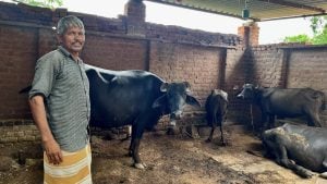 man standing near group of black cattle under shelter