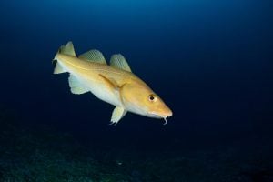 Atlantic cod in dark waters