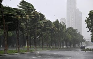 Coconut trees struggle against strong wind on a street