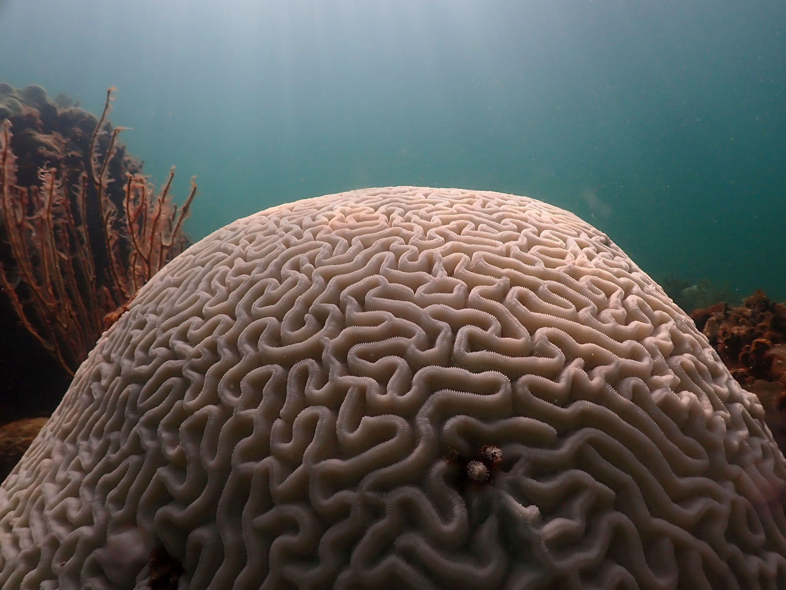 large coral with signs of bleaching