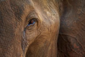 half view of elephant face close up