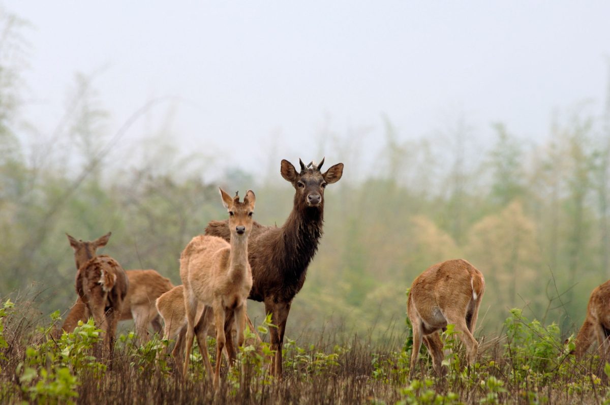 Group of Elds deer in field