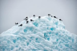 Un grupo de aves blancas y negras sobre un cuerpo de hielo blanco