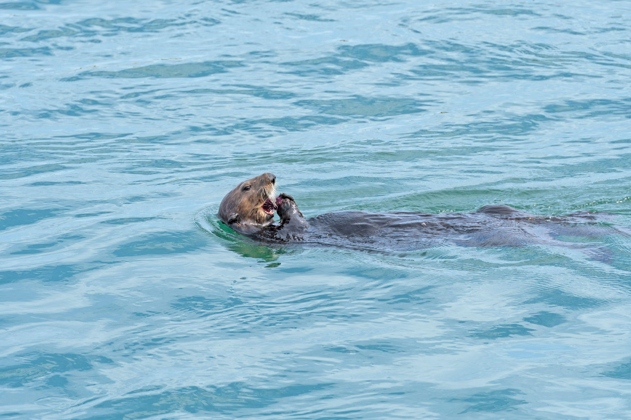 floating sea otter eating sea urchin
