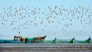 large group of shorebirds taking off from mudflats