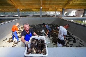 A group of men catching grouper in an indoor fish pond