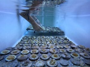 trays of young coral in tank