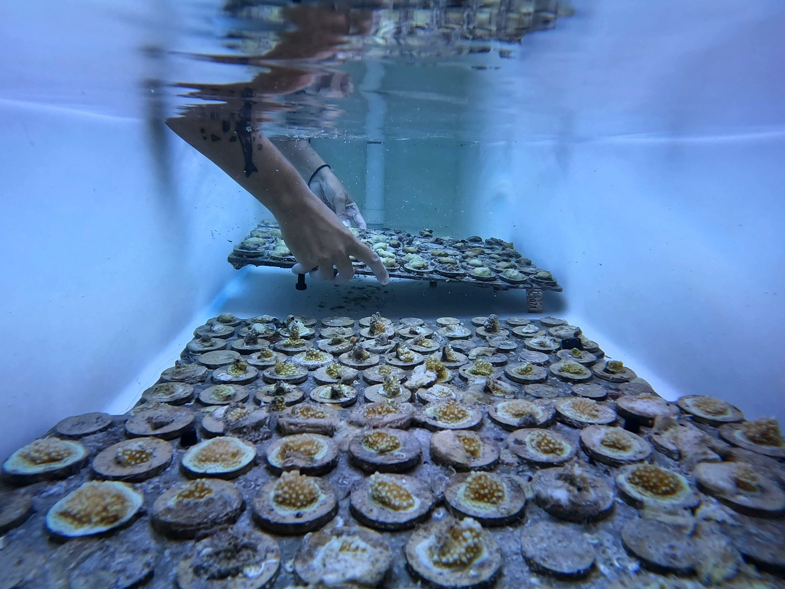 <p>As part of a University of Miami coral restoration effort, young specimens from an open-water nursery are moved to a tank following a heat-triggered mass coral die-off in the Florida Keys. (Image: Rebecca Blackwell / Associated Press / Alamy)</p>