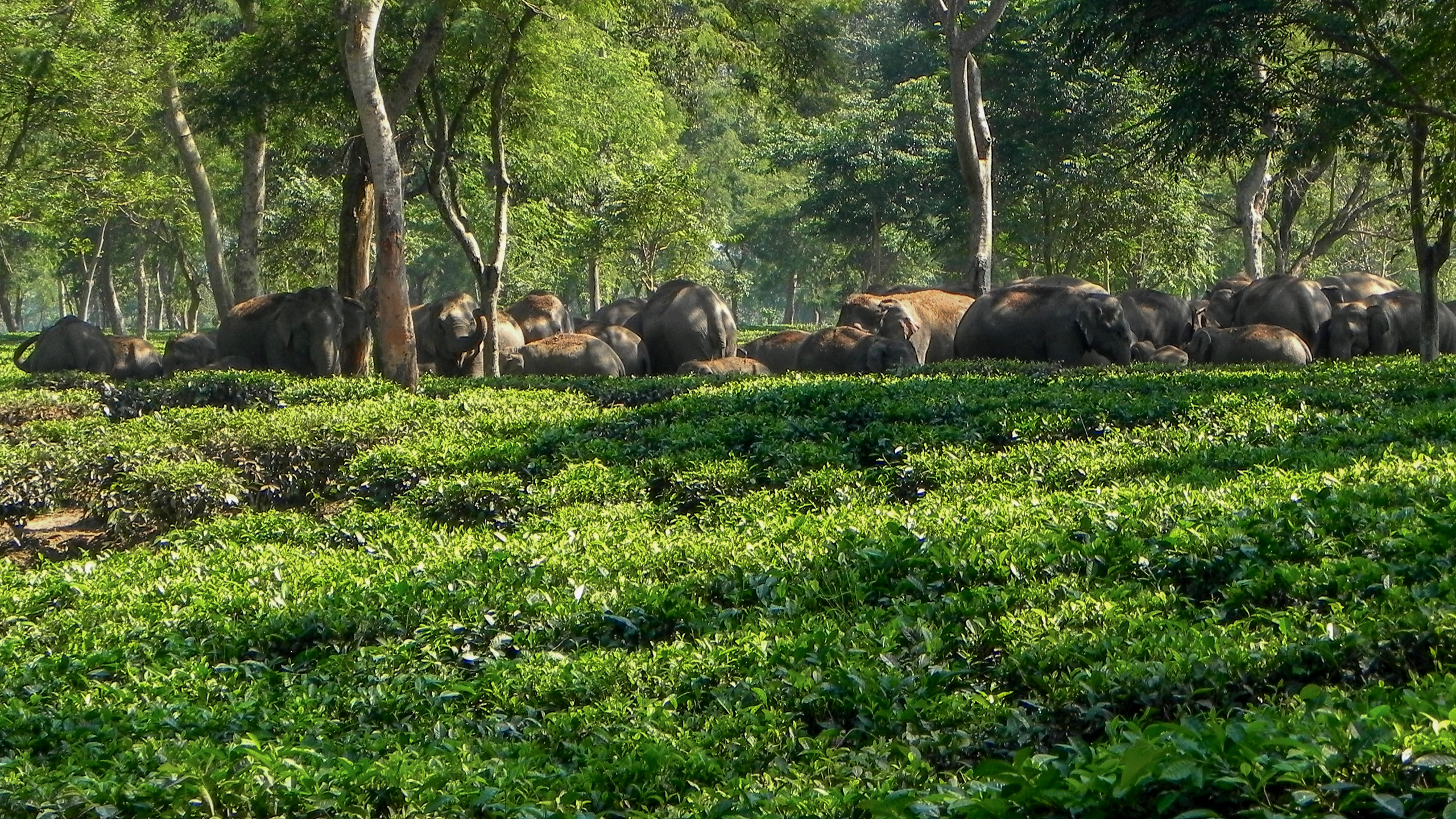  Elephants sheltering from the hot sun in a tea garden 