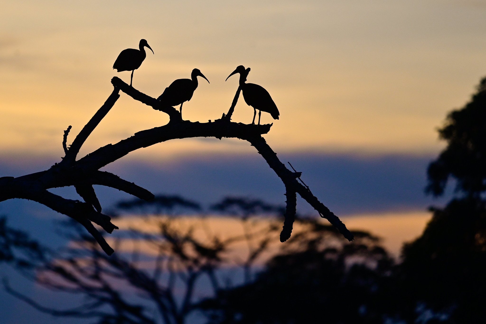 <p>Garças-brancas-grandes (<em>Ardea alba</em>) pousadas em um galho em Montelíbano, departamento de Córdoba, norte da Colômbia. Como anfitrião da COP16, o país promove debates sobre mudanças climáticas, transição energética e biodiversidade (Imagem: <a href="https://flic.kr/p/2papEvT">Cristian Garavito</a> / <a href="https://www.flickr.com/people/197399771@N06/">Presidência da Colômbia</a>, <a href="https://creativecommons.org/publicdomain/mark/1.0/">PDM</a>)</p>