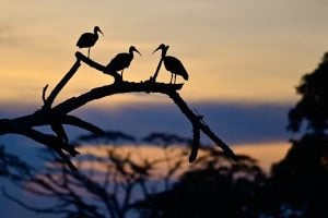 three great egrets on a branch