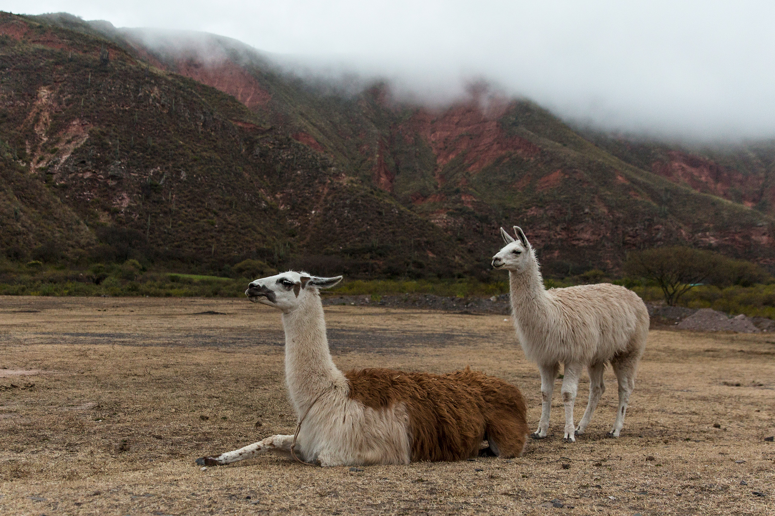 dos llamas en una zona montañosa 