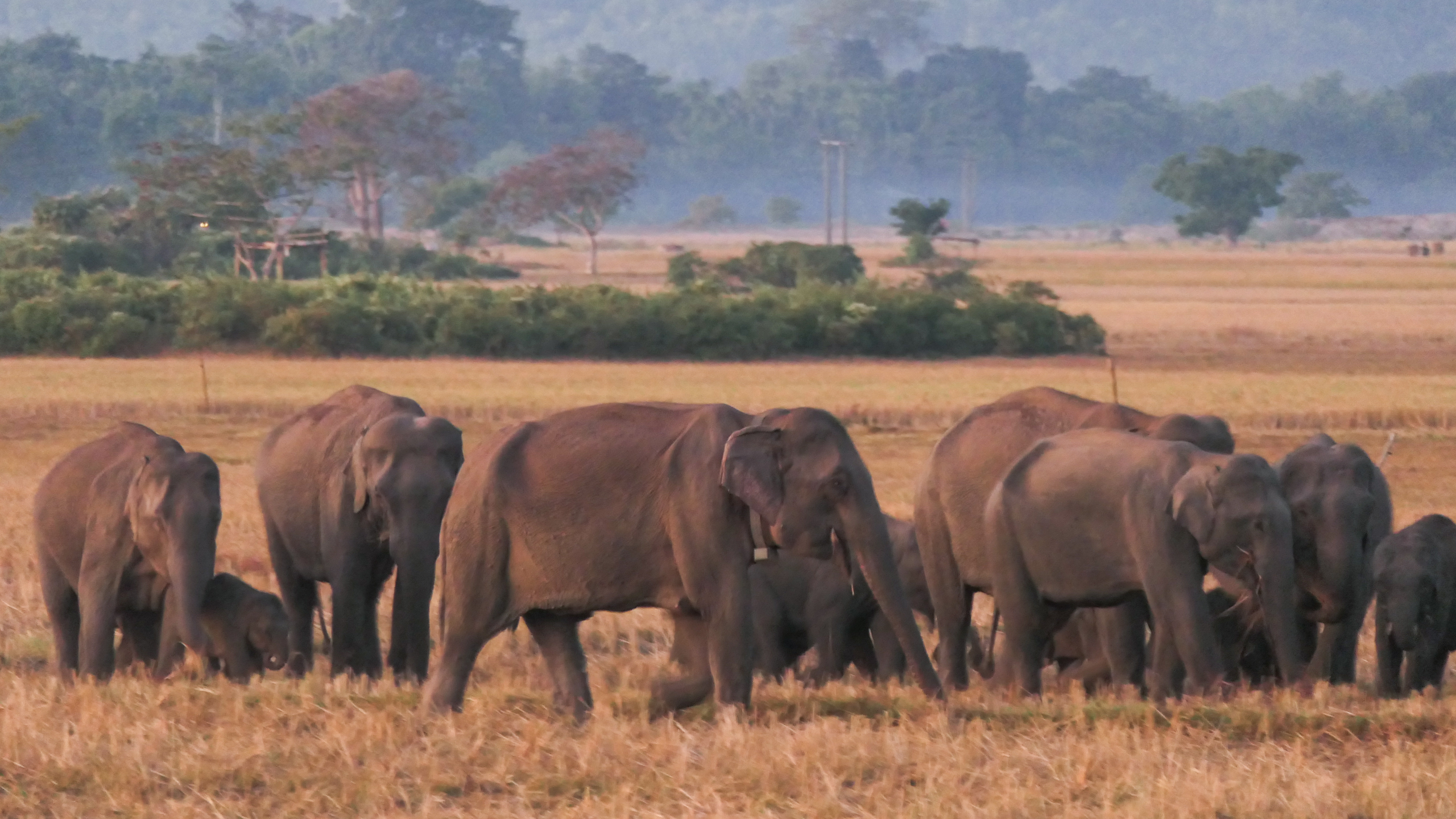 A group of elephants strides through a lush field