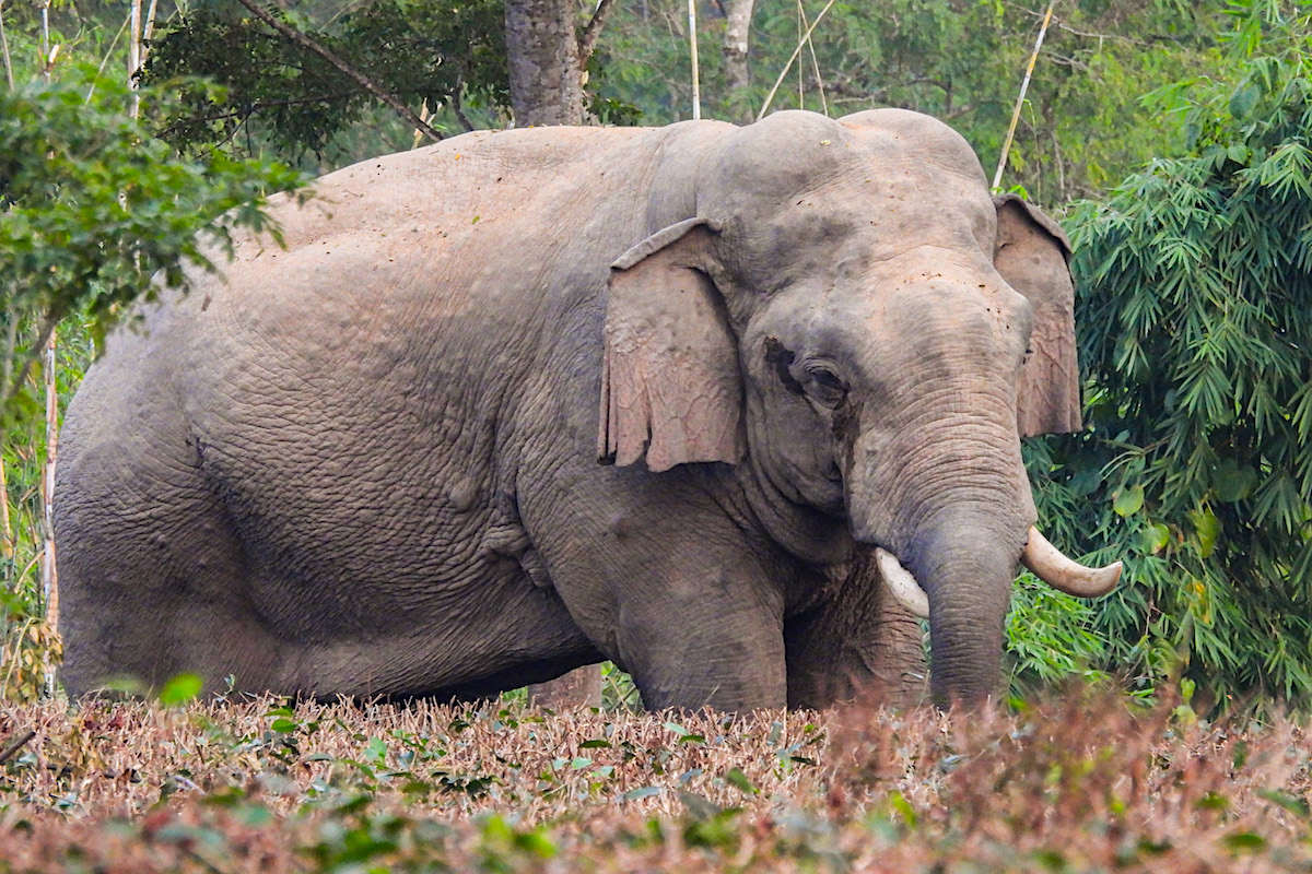 An elephant walks through a lush green field