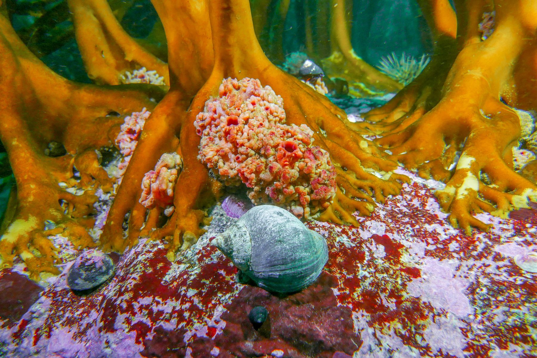 Peru’s underwater kelp forests are an ecosystem under threat