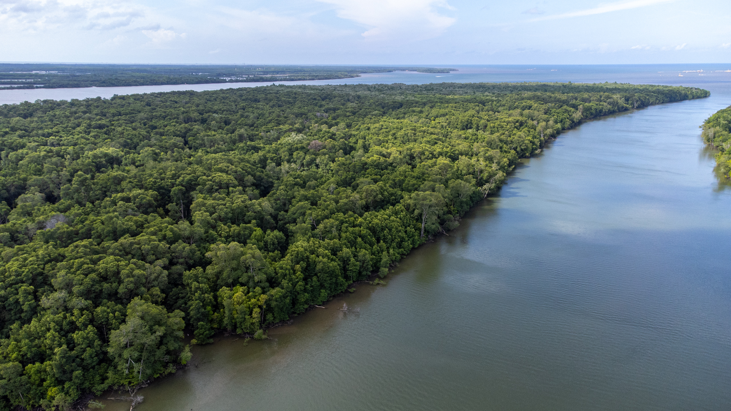 a wetland islands dense with mangroves 