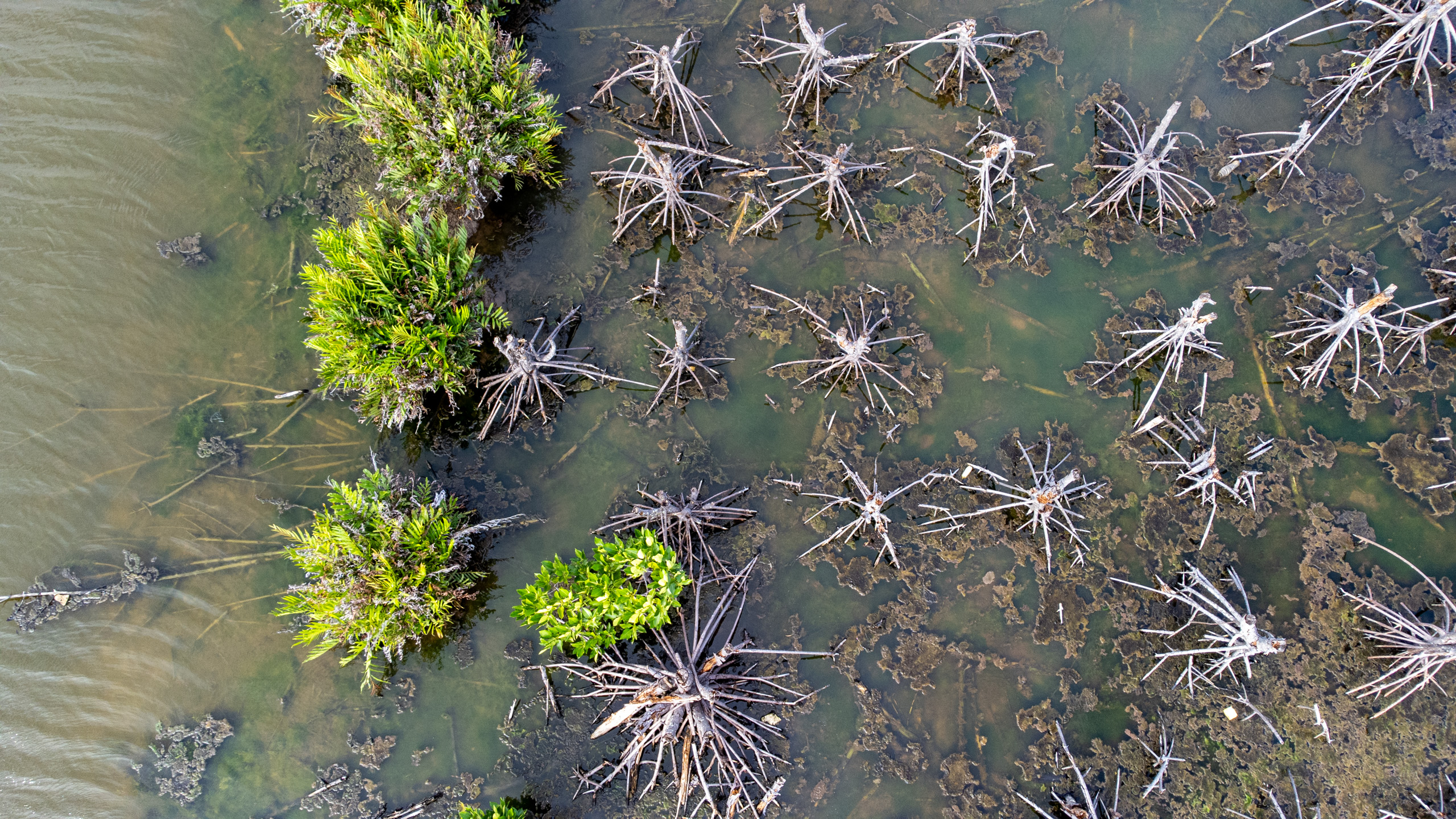 Aerial view of a river meandering through a mangrove  forest