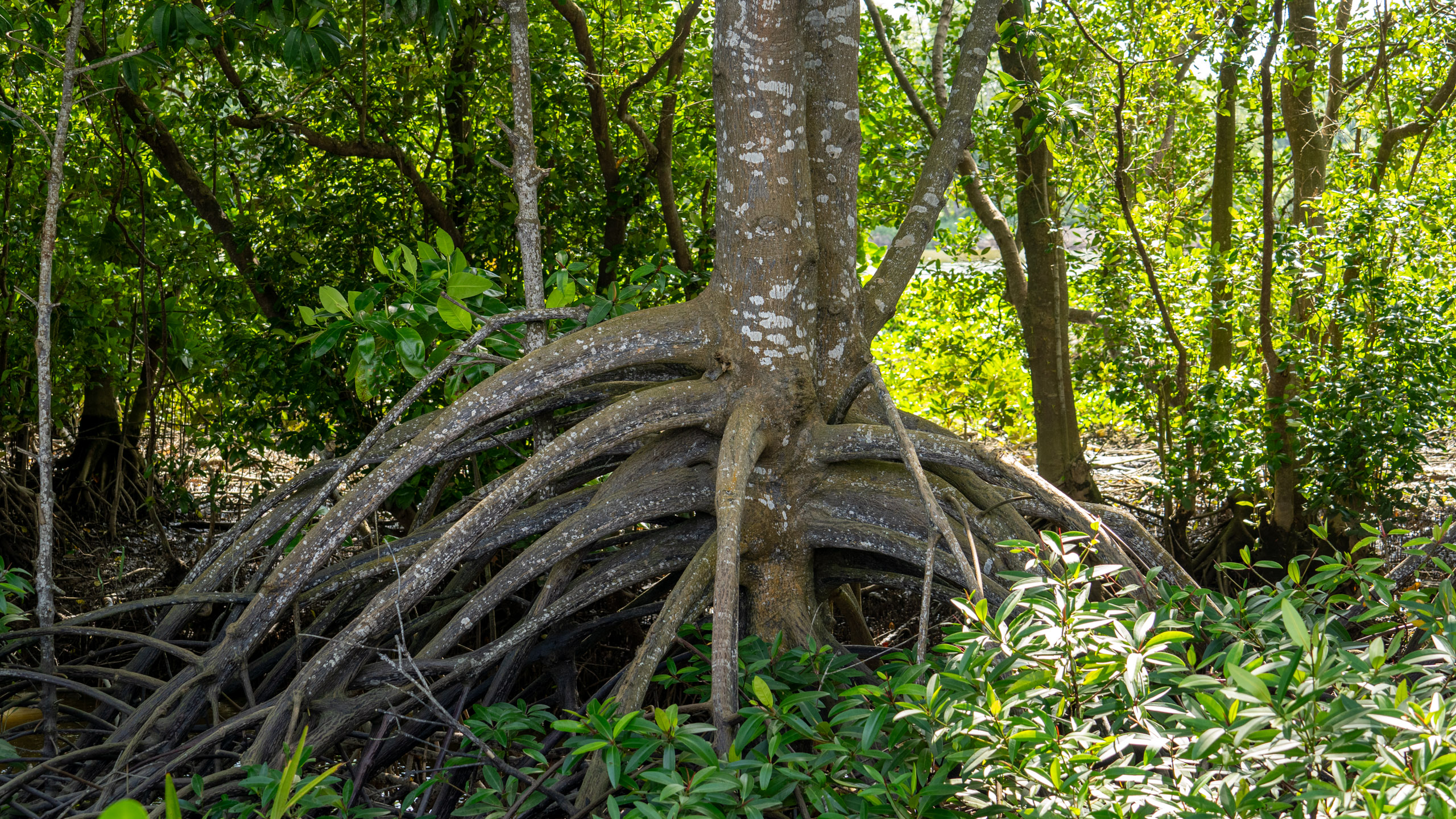 A large tree with exposed roots stands in a forest setting