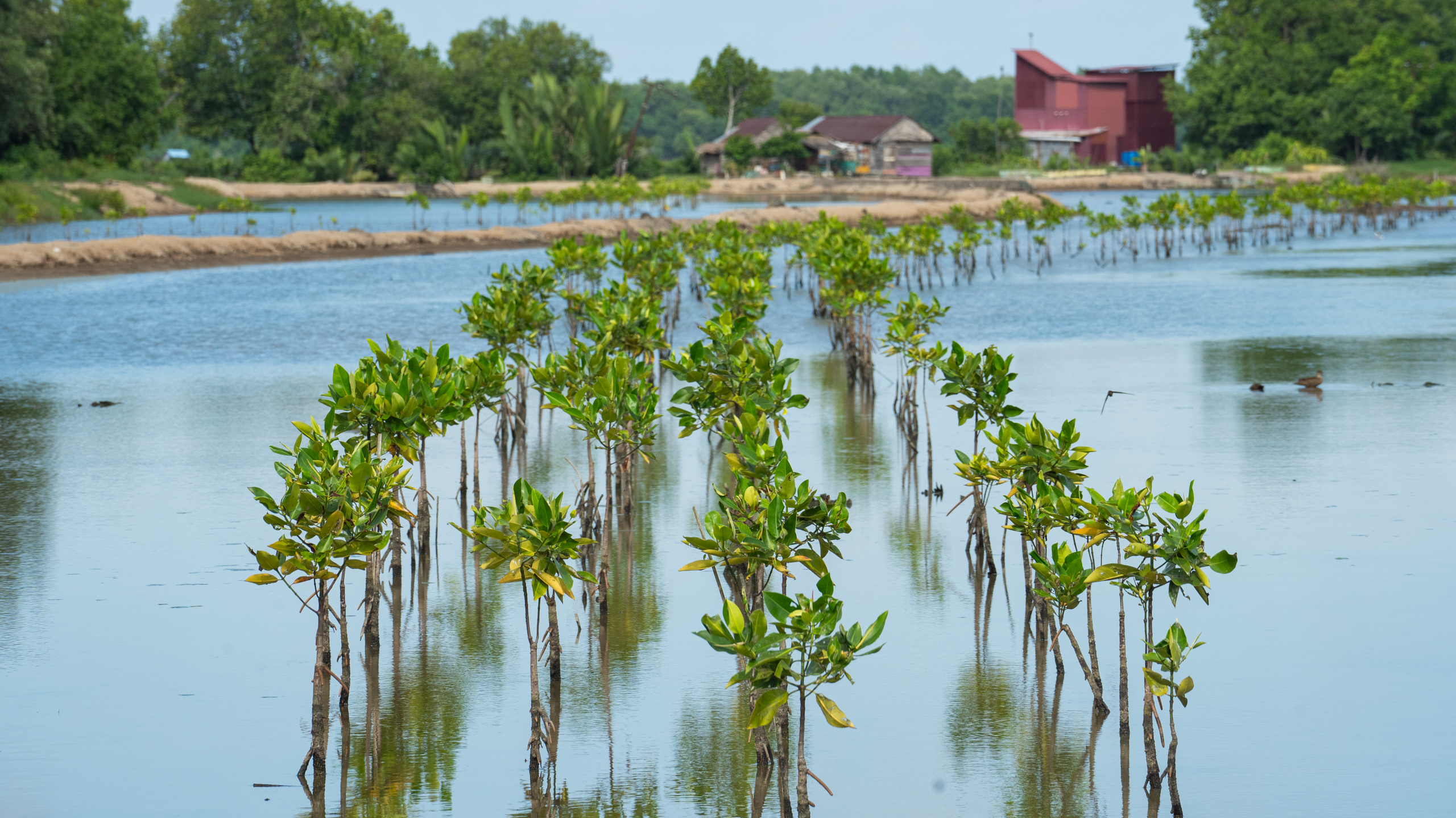 Mangrove seedlings planted in water