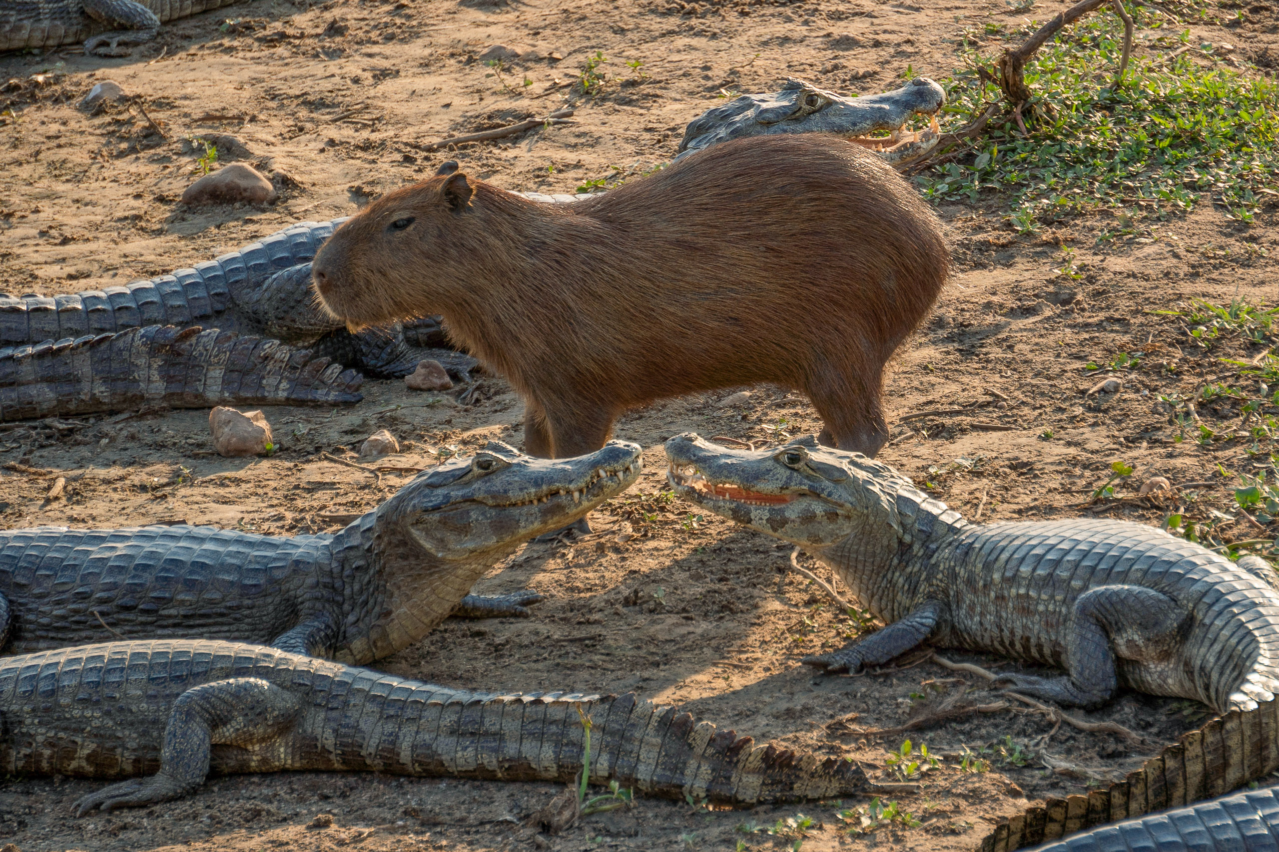 Capivara no meio de dois jacarés em Poconé, no Pantanal do Mato Grosso