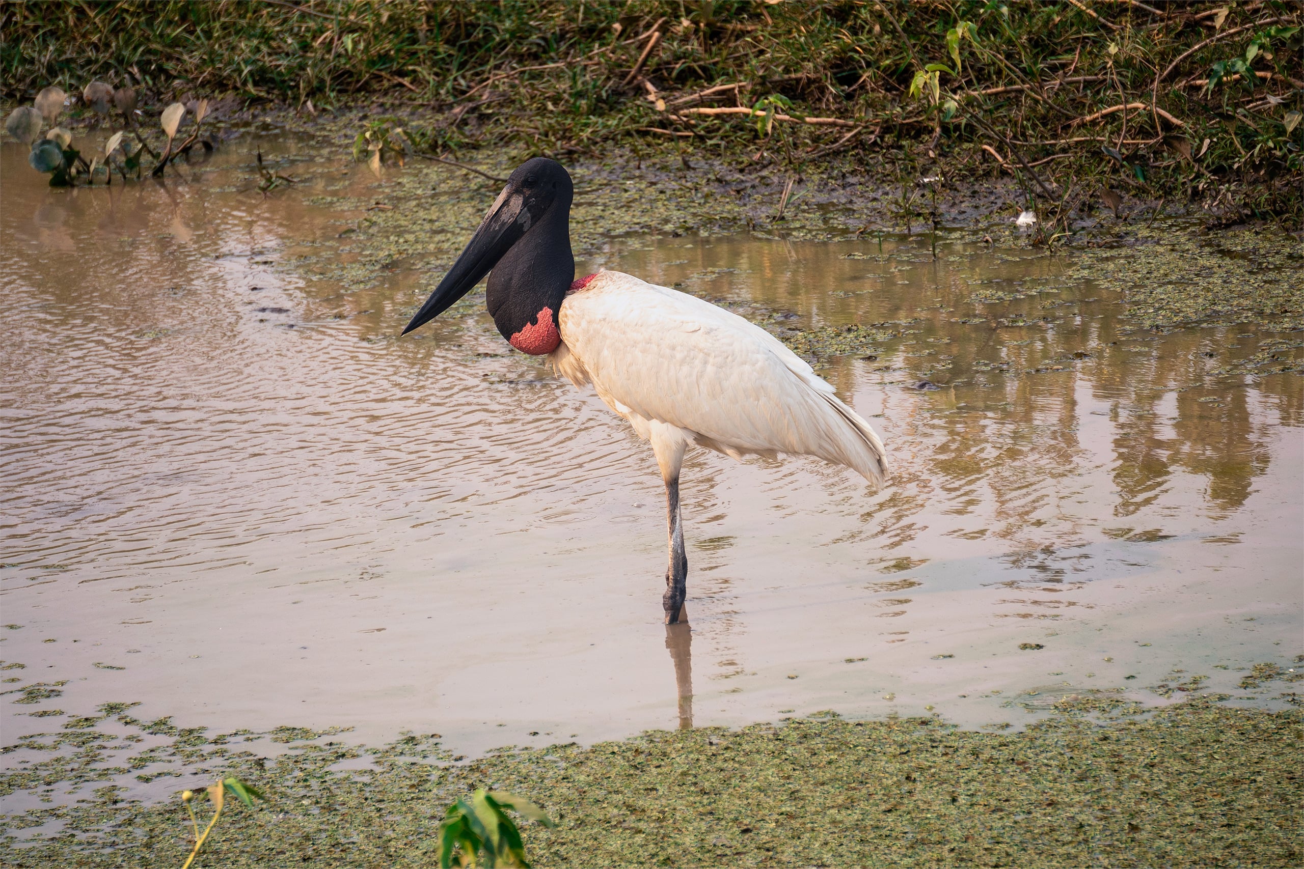 a Tuiuiú stands in the water