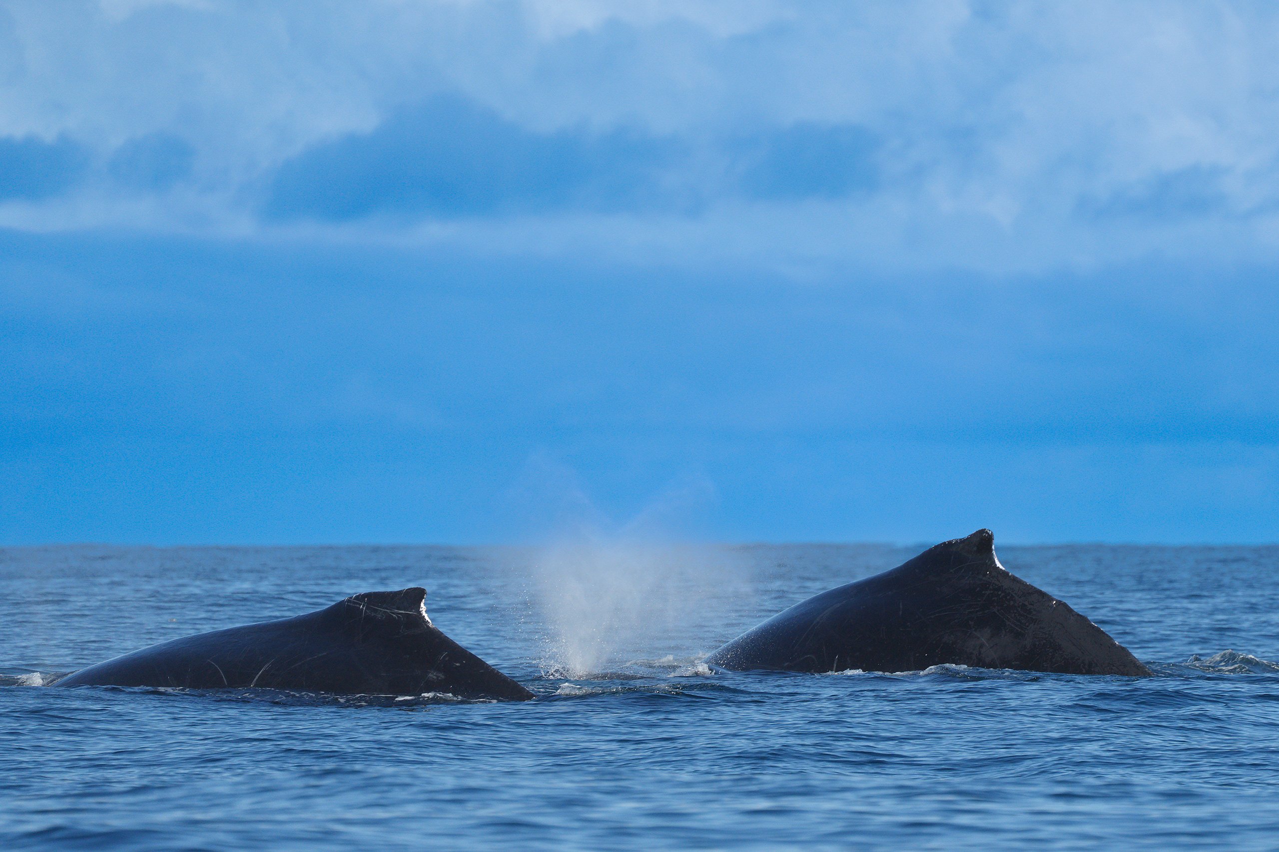 dos ballenas nadando en el océano 