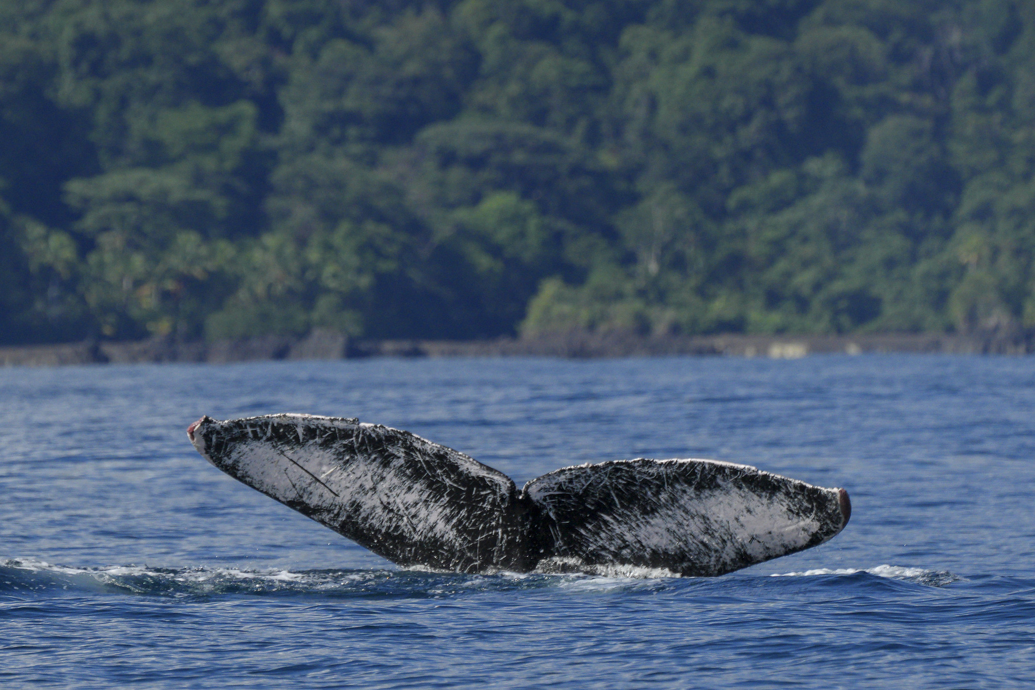 whale tail peaking out of water near coast