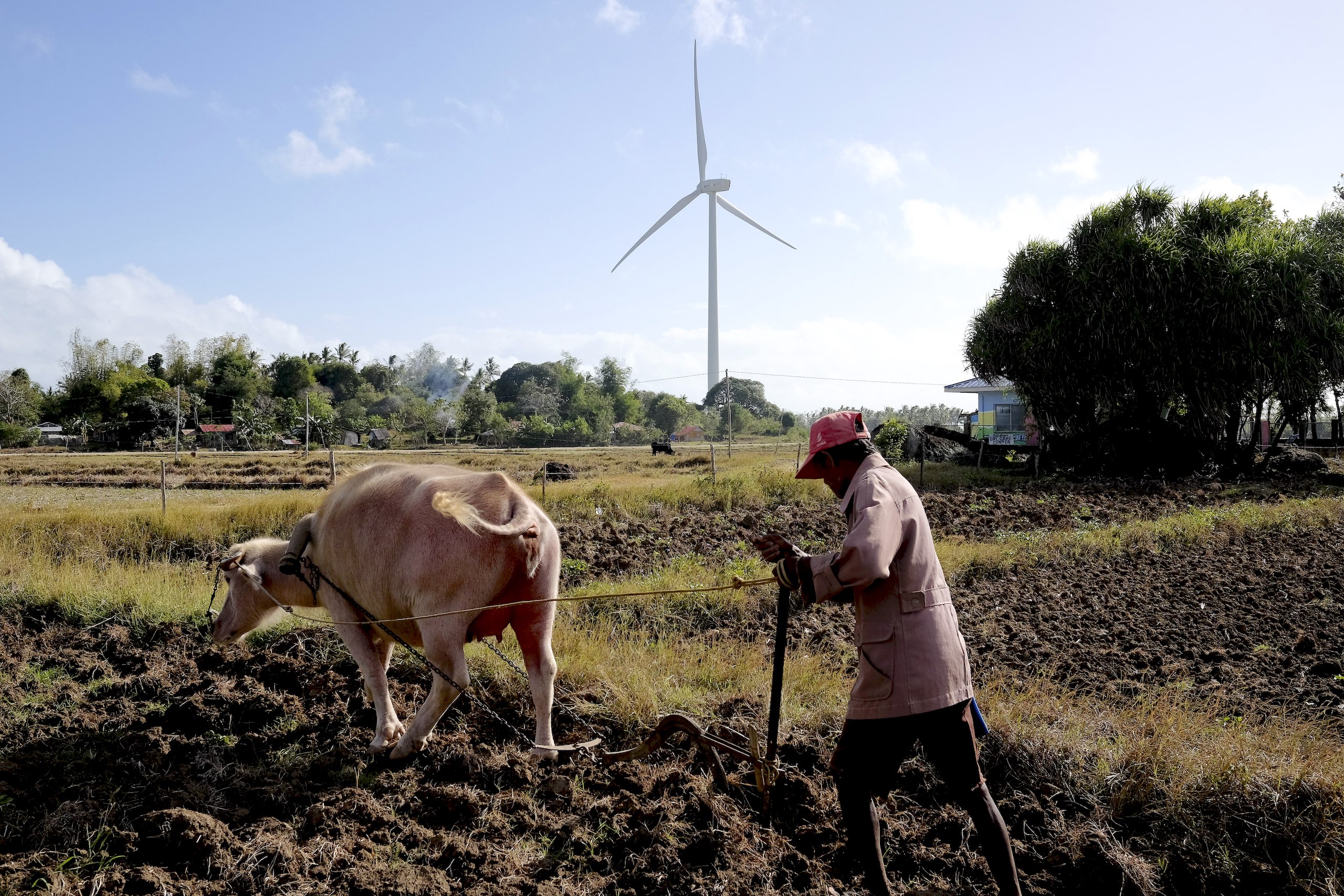 A farmer plows a field with a cow near a wind farm 