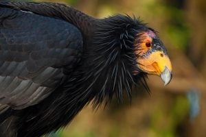 closed up of a California condor