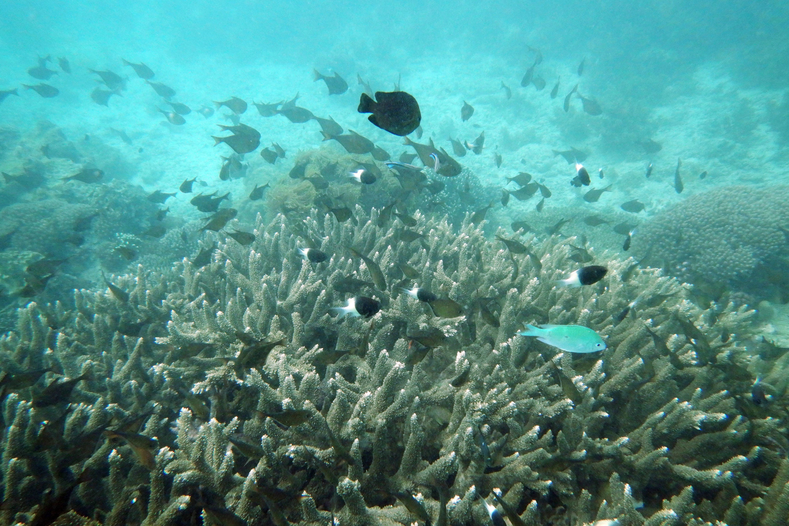 Fish near bleached coral 