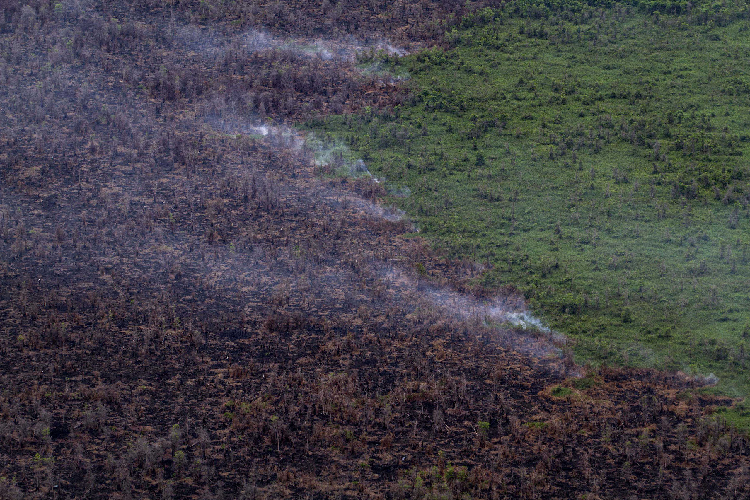 A forest fire blazes intensely in the center of a forest