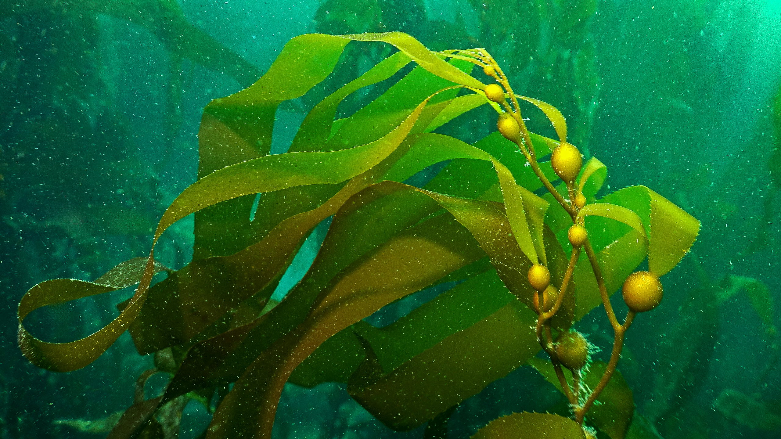 algas verdes bajo el mar