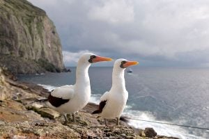 Two birds perched on a rocky cliff