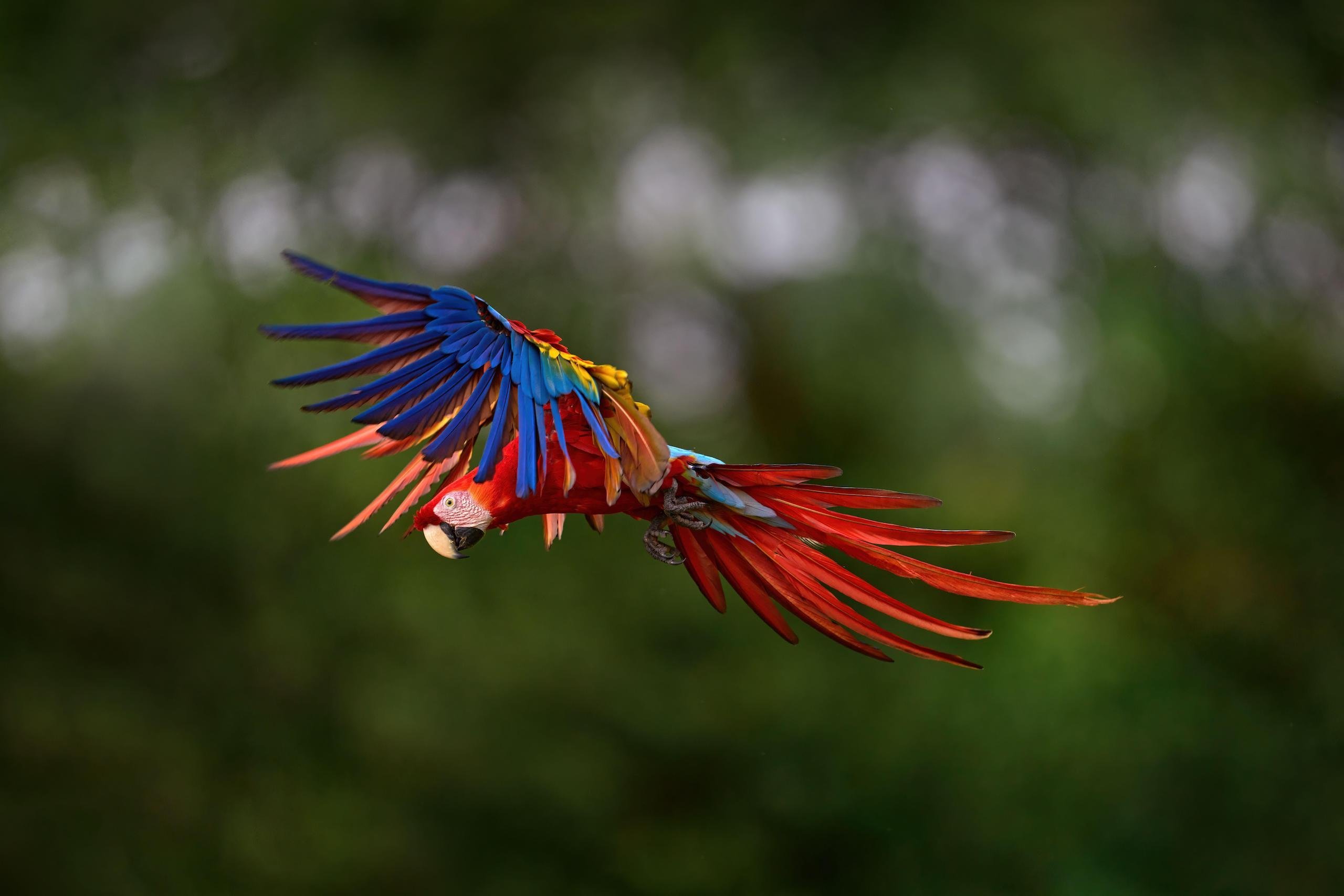 A arara-escarlate voa em meio à floresta com suas penas vermelhas, azuis e amarelas