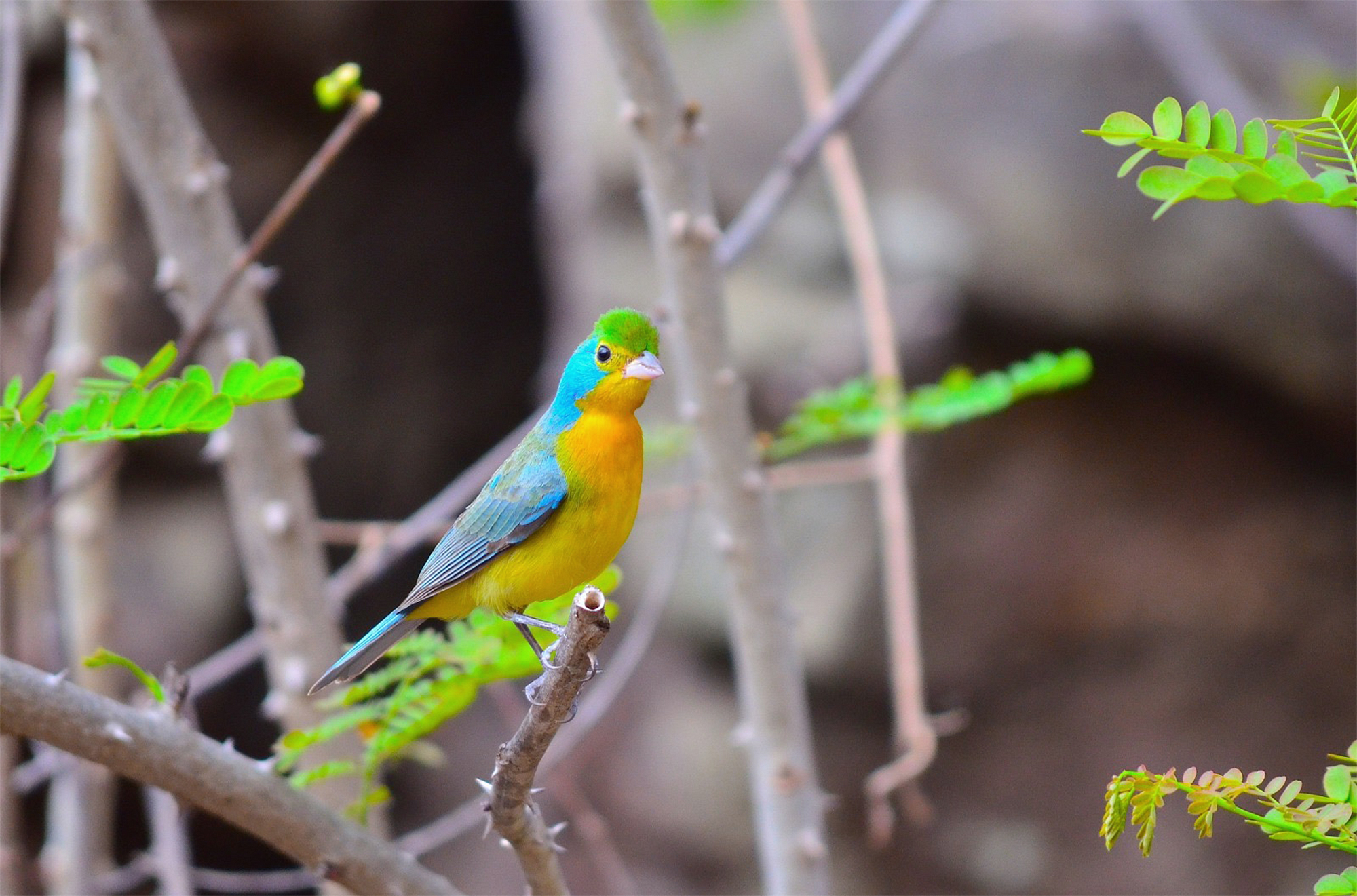 Colorín ventridorado (Passerina leclancherii), pássaro pequeno com penas amarelas, verdes e azuis