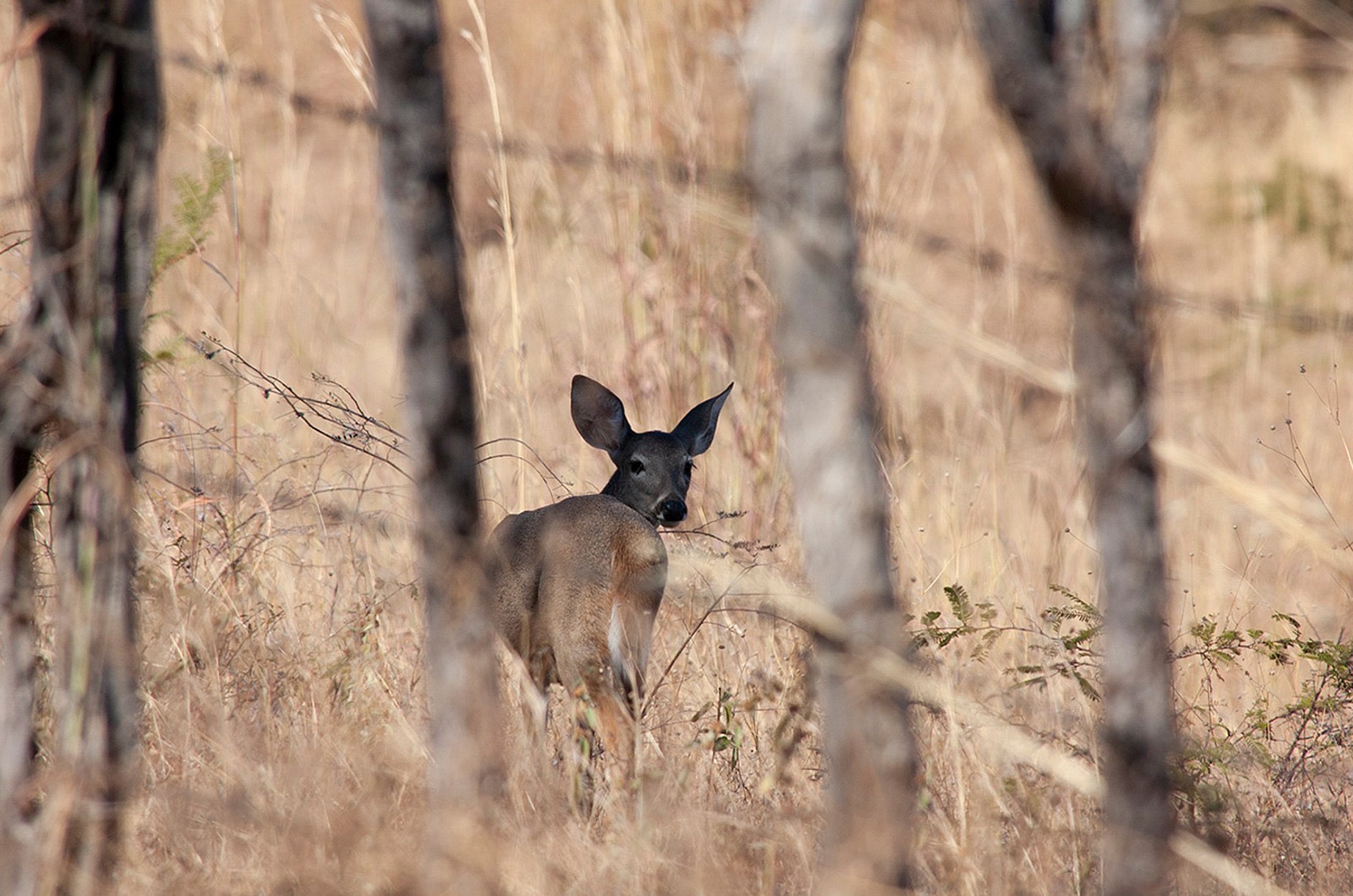 Fêmea do veado-de-cauda-branca (Odocoileus virginianus mexicanus) em meio a vegetação rasteira e seca