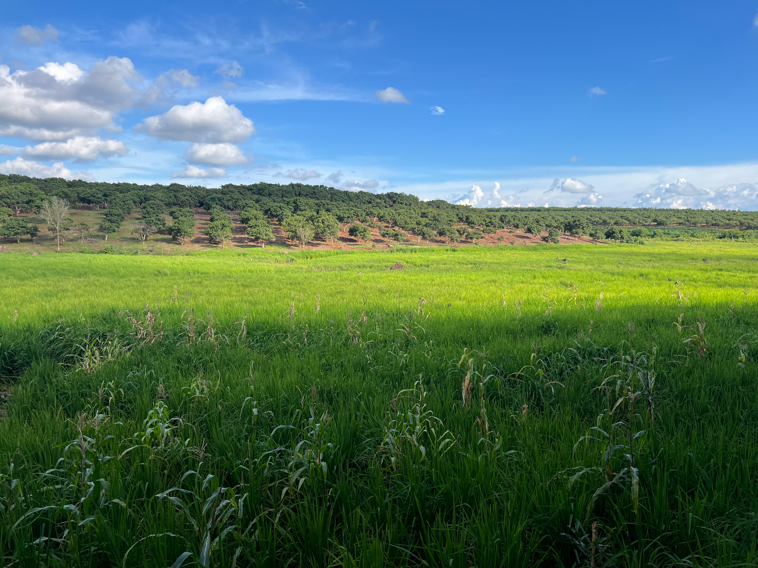rice field with cashew trees in the distance