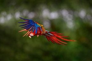 A vibrant parrot soaring through the sky