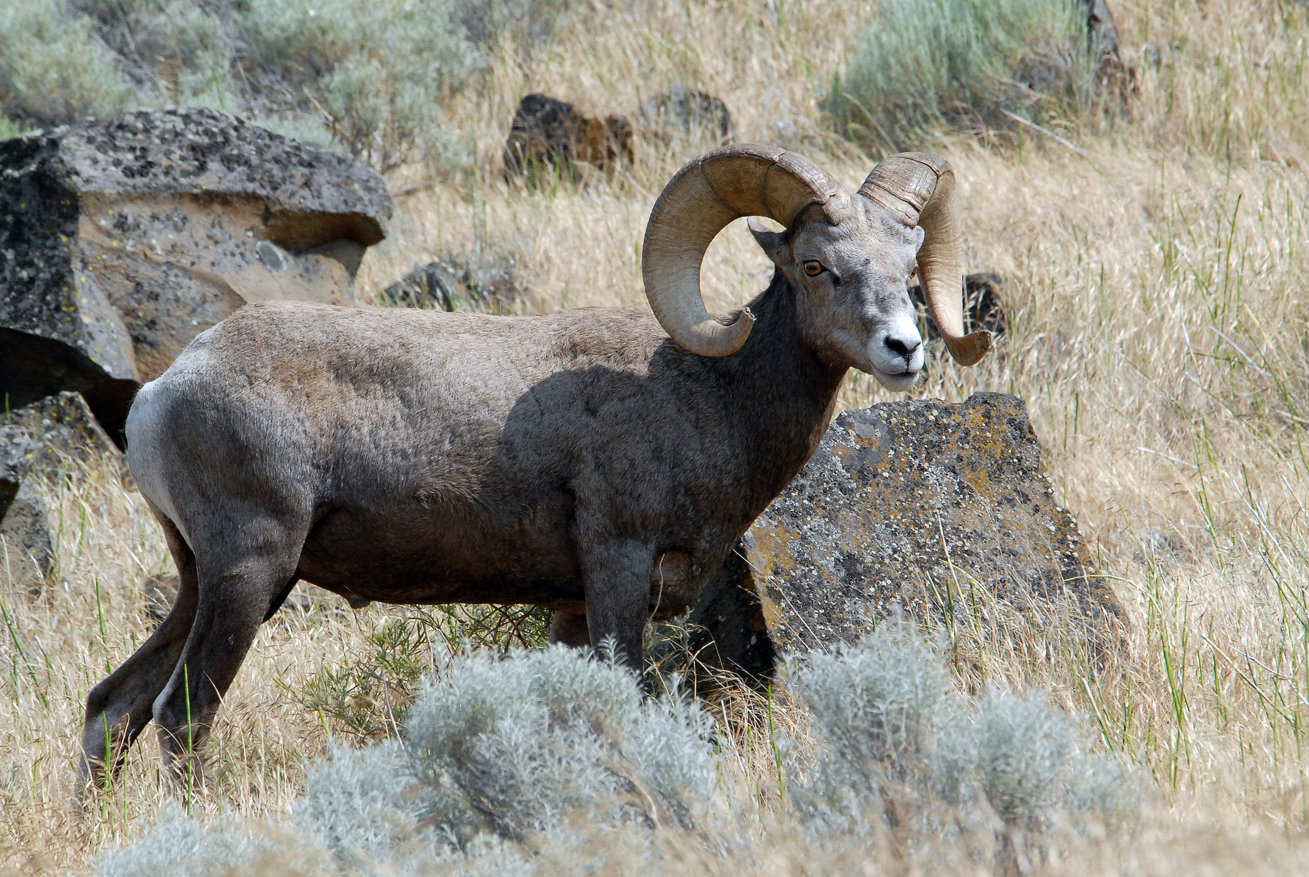 Un borrego cimarrón en una zona con vegetación seca