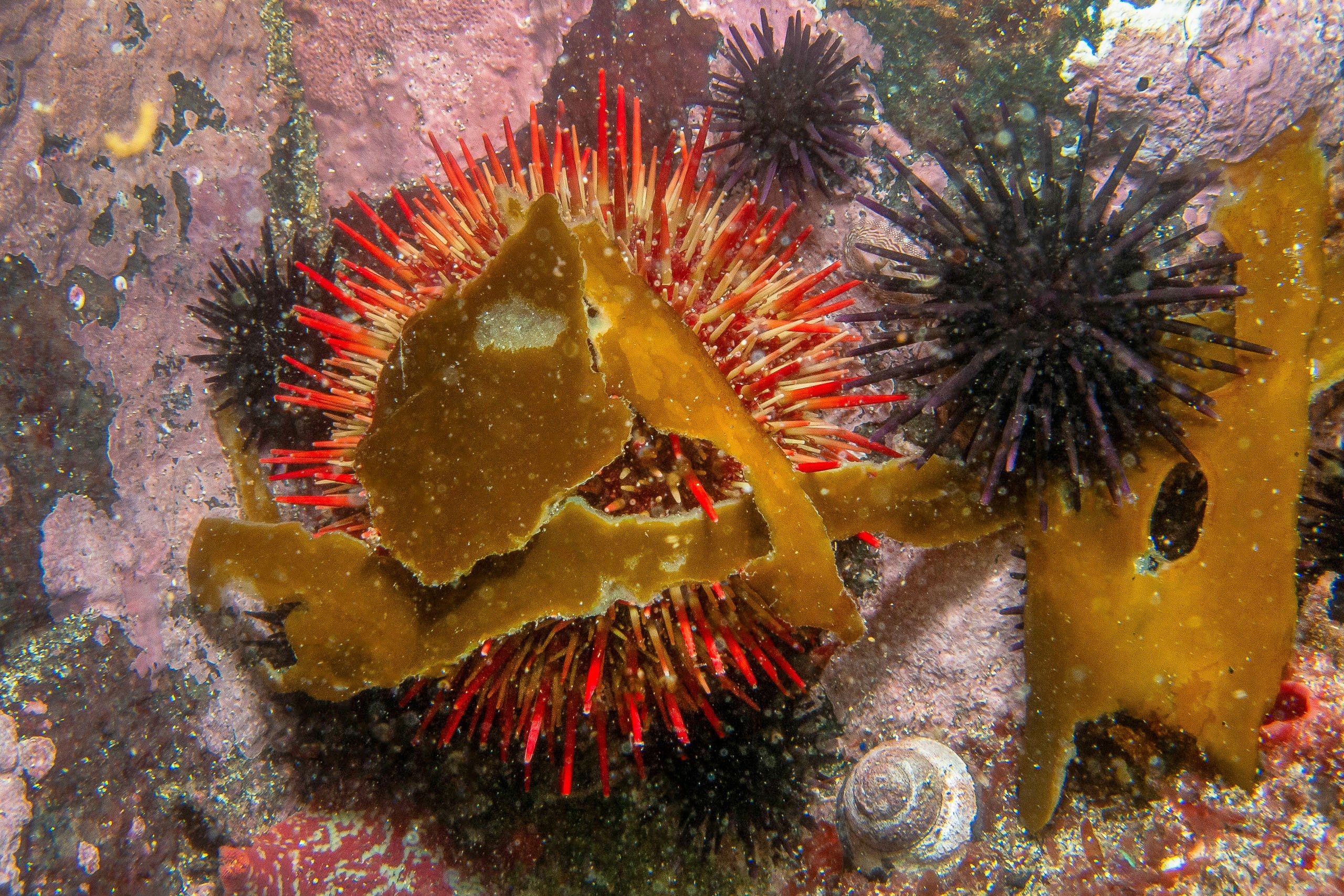 un erizo rojo bajo el mar