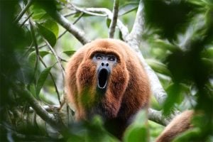 A monkey with its mouth wide open, nestled in the trees