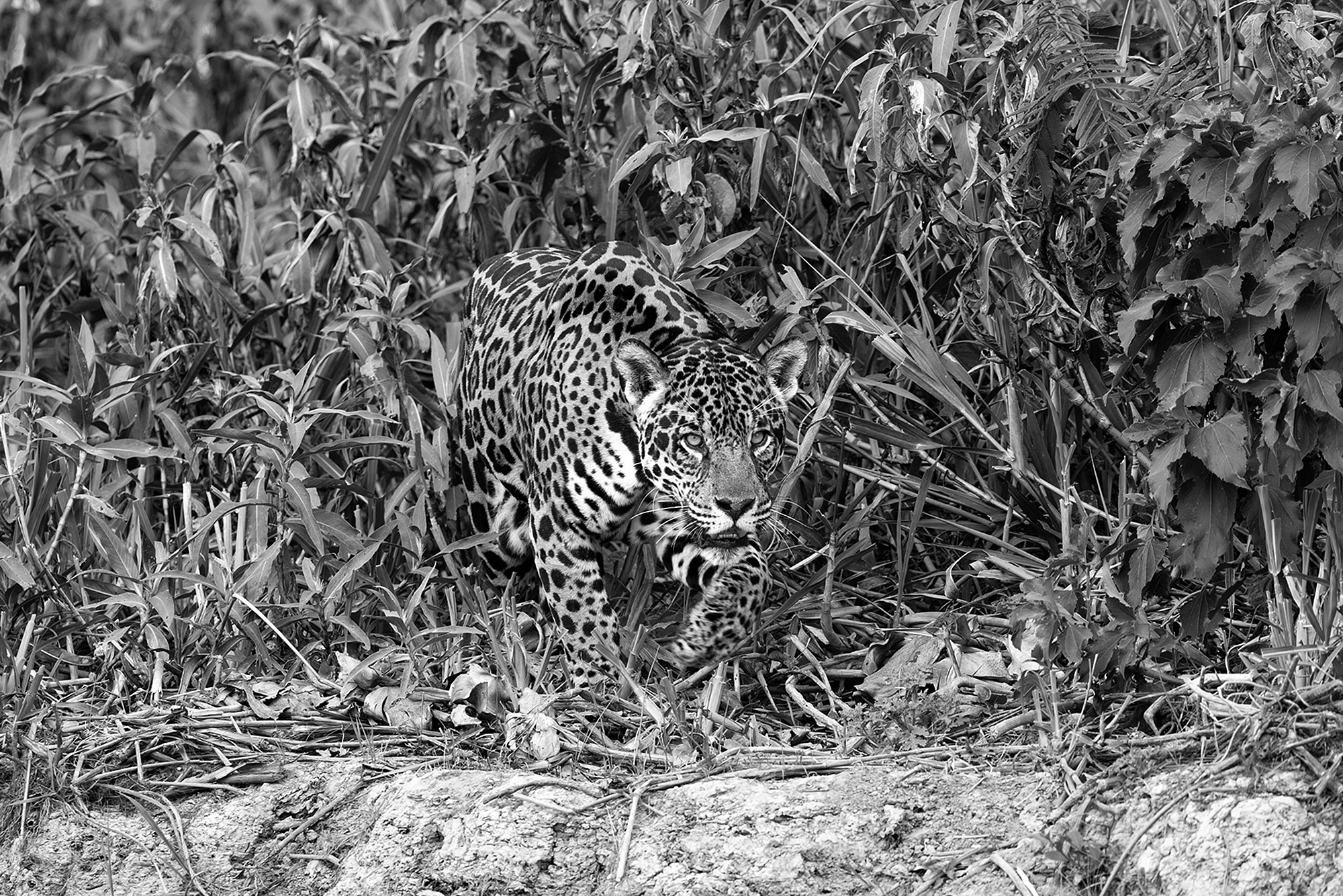 una jaguar entre arbustos