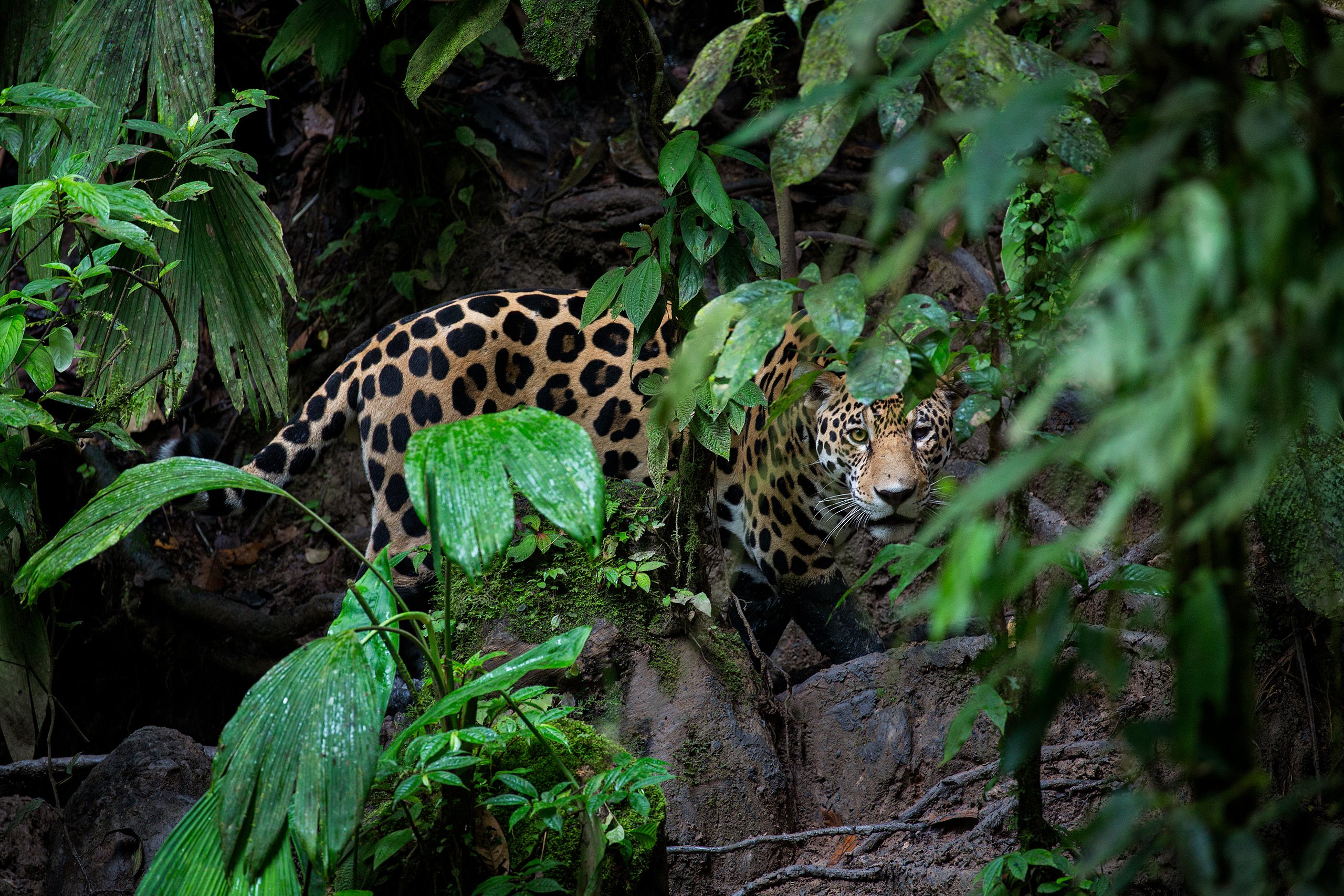 un jaguar tras hojas verdes en la selva 