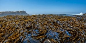 Giant kelp flourish off the shores